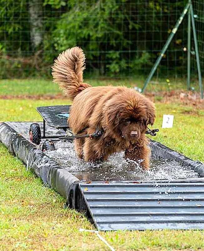 Photo 2 de Association Canine Jura Sud